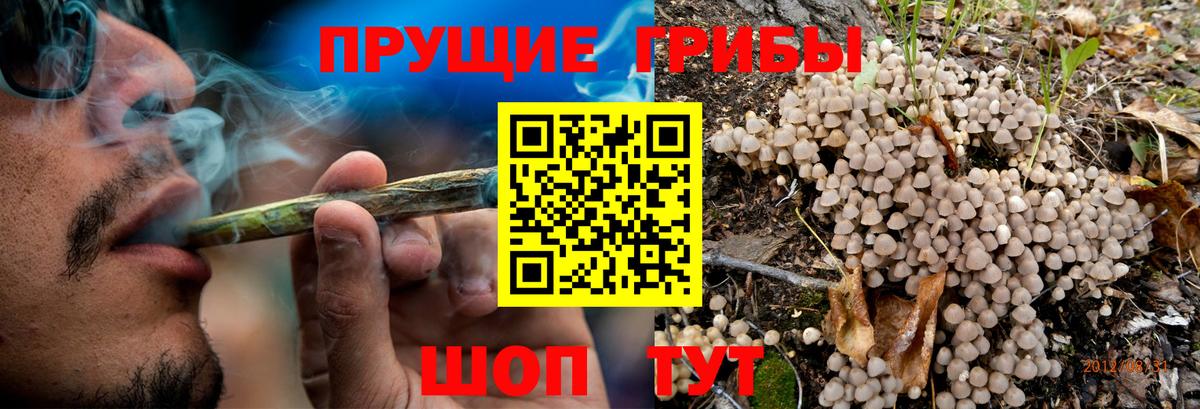 Псилоцибиновые грибы GOLDEN TEACHER Канаш